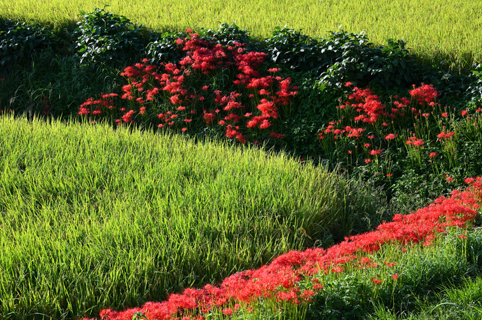 いのちある野の花 | 豊岡 東江 |本 | 通販 | Amazon
